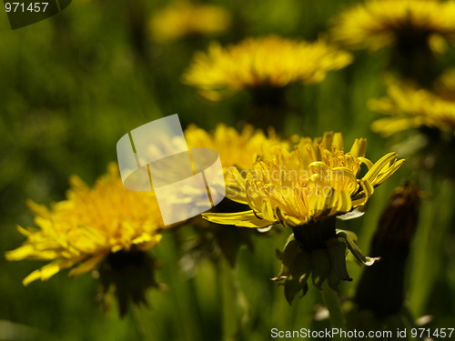 Image of Dandelion close-up