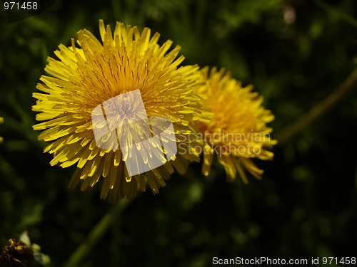 Image of Dandelion close-up