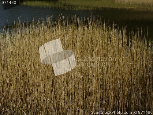 Image of water plants in meadow