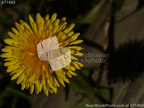 Image of Dandelion close-up