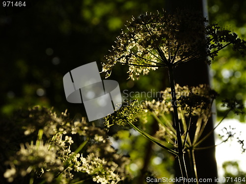 Image of Parsely