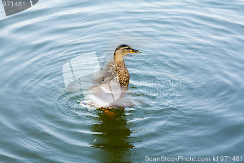 Image of Wild duck