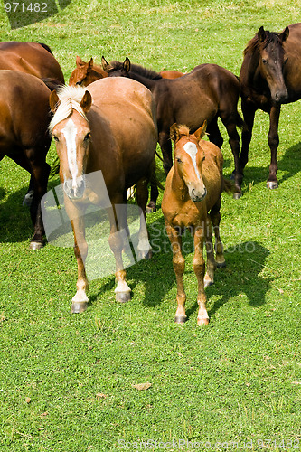 Image of Horses