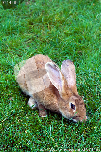 Image of Rabbit on a grass