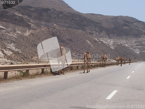 Image of Camels in Oman