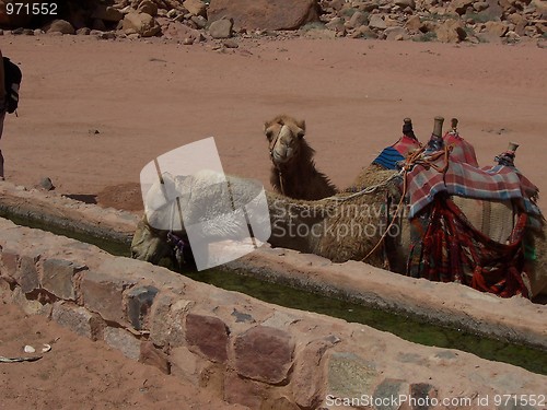 Image of Camels drinking