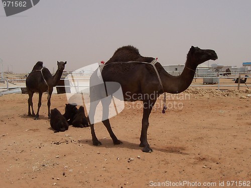 Image of Camels in Riyadh