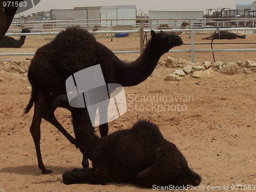 Image of Baby Camels