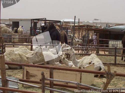 Image of White camels in Saudi Arabia