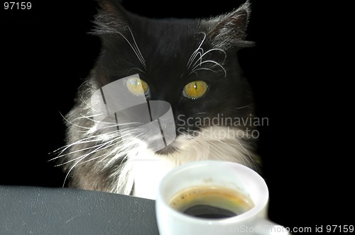 Image of Cat with Coffee