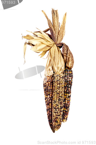 Image of Indian Corn, or Maize