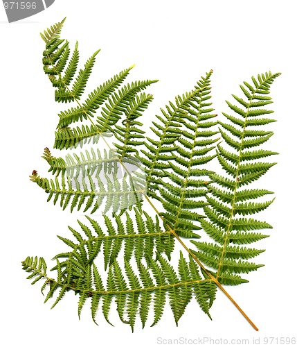 Image of Fern leaf 