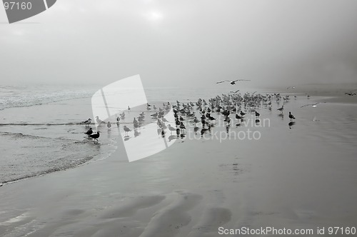 Image of Seagulls on Drakes Beach2