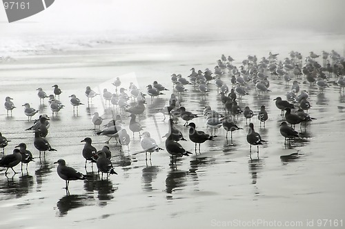 Image of Seagulls on Drakes Beach1