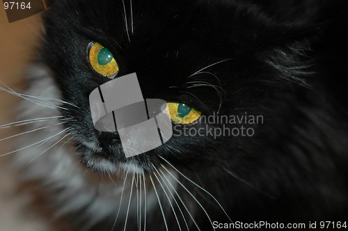 Image of Cat Eyes