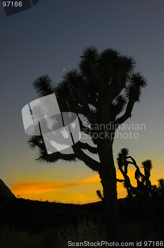 Image of Joshua Tree & Moon