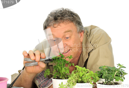 Image of Parsley Gardener