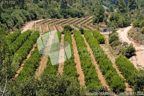 Image of Orchard and grape vine rows in summer