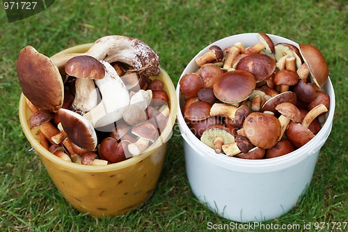 Image of edible mushrooms