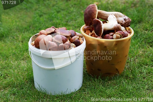 Image of edible mushrooms