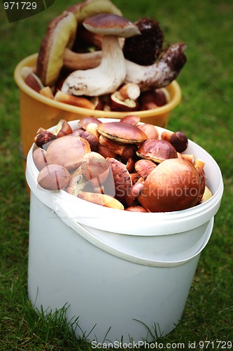 Image of edible mushrooms