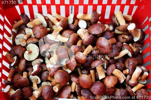 Image of edible mushrooms