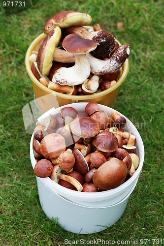 Image of edible mushrooms