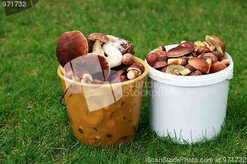 Image of edible mushrooms