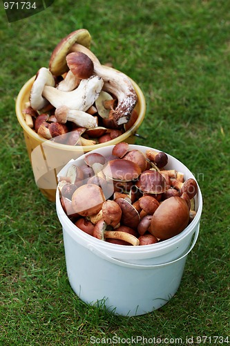Image of edible mushrooms