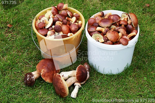 Image of edible mushrooms