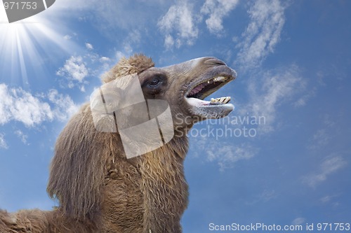 Image of Camel