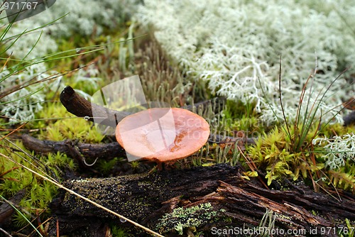 Image of Milkcap Mushroom In Forest