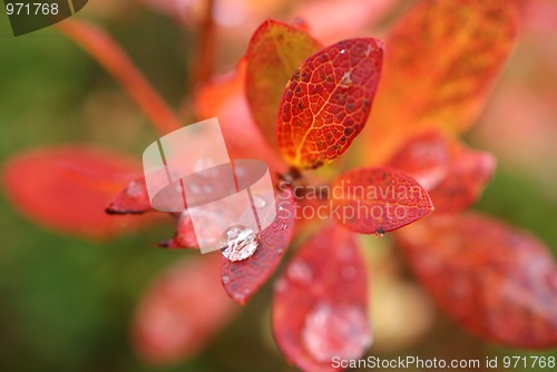 Image of Raindrop On Autumn Leaf