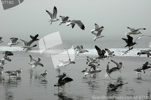 Image of Flying Seagulls