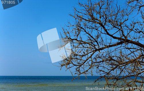 Image of Dry tree above the sea surface