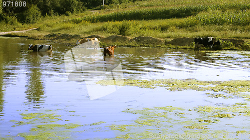 Image of Cows entered in pond