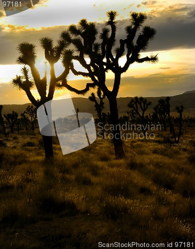 Image of Leaning Joshua Trees