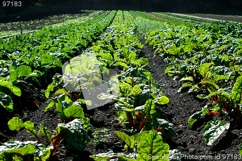 Image of Swiss Chard Field