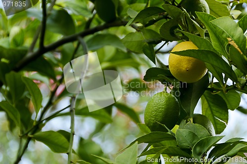 Image of Lemon fruits growing