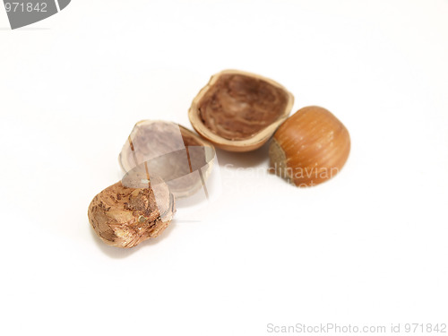 Image of Opened Hazelnut