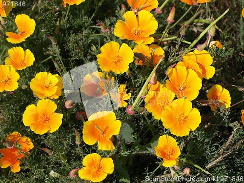 Image of Mexican Poppy (Eschscholtzia californica)