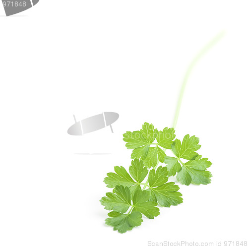 Image of Parsley