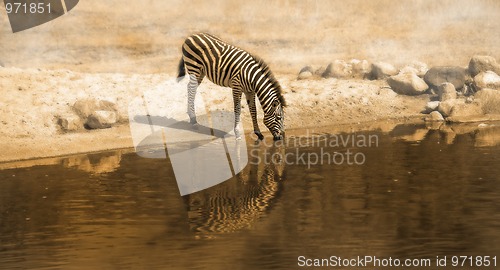 Image of Zebra