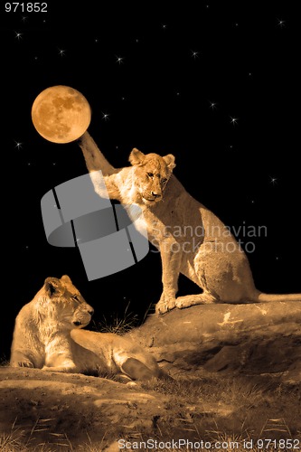 Image of Lioness