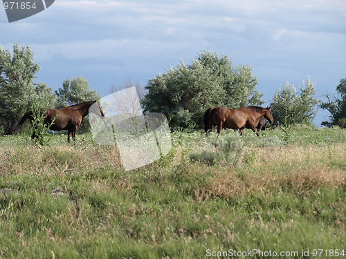 Image of Wild Brown Horses in a Field