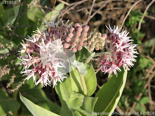 Image of Showy Milkweed (Asclepias speciosa)