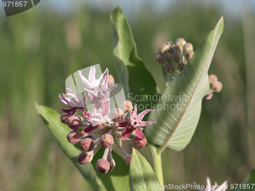 Image of Showy Milkweed Blooms (Asclepias speciosa)