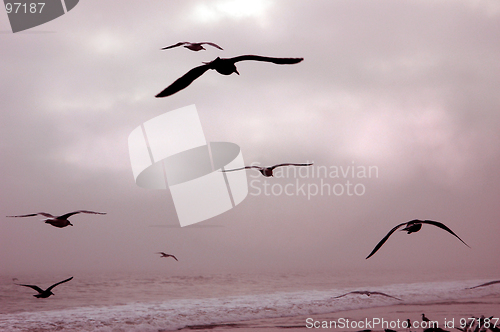 Image of Birds in Flight