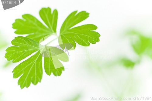 Image of Parsley