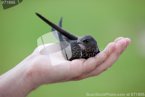 Image of Young Eurasian Swift